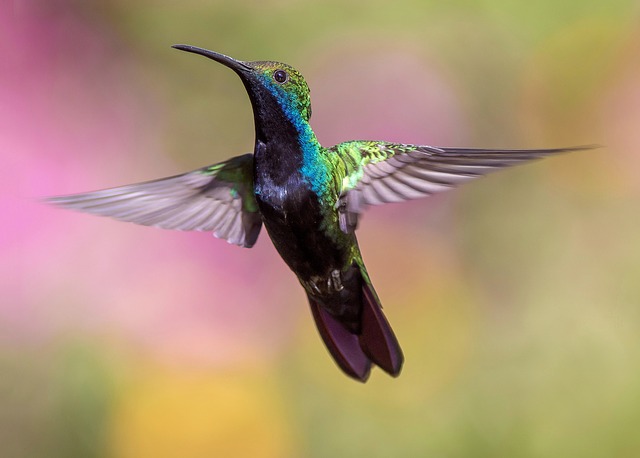 kolibri, aki minden észérv ellenére oltja a tüzet